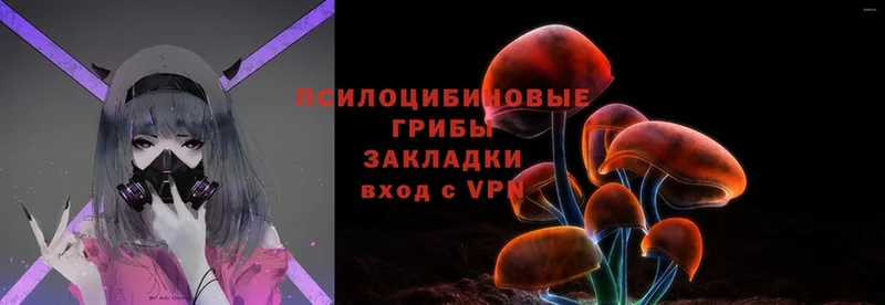 купить   Кизляр  Галлюциногенные грибы Magic Shrooms 